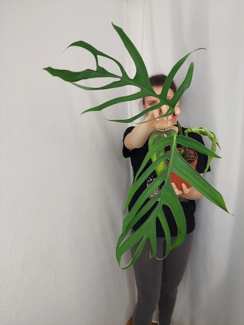 Monstera Croatii