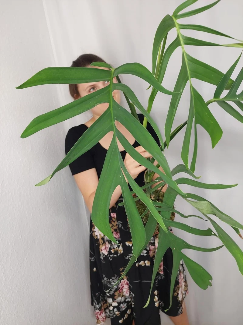 Monstera Croatii