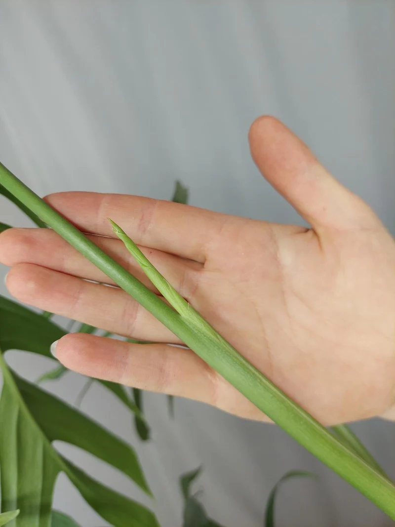 Monstera Croatii