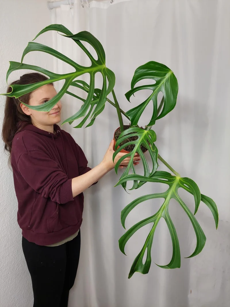 Monstera Burle Marx Flame Adult