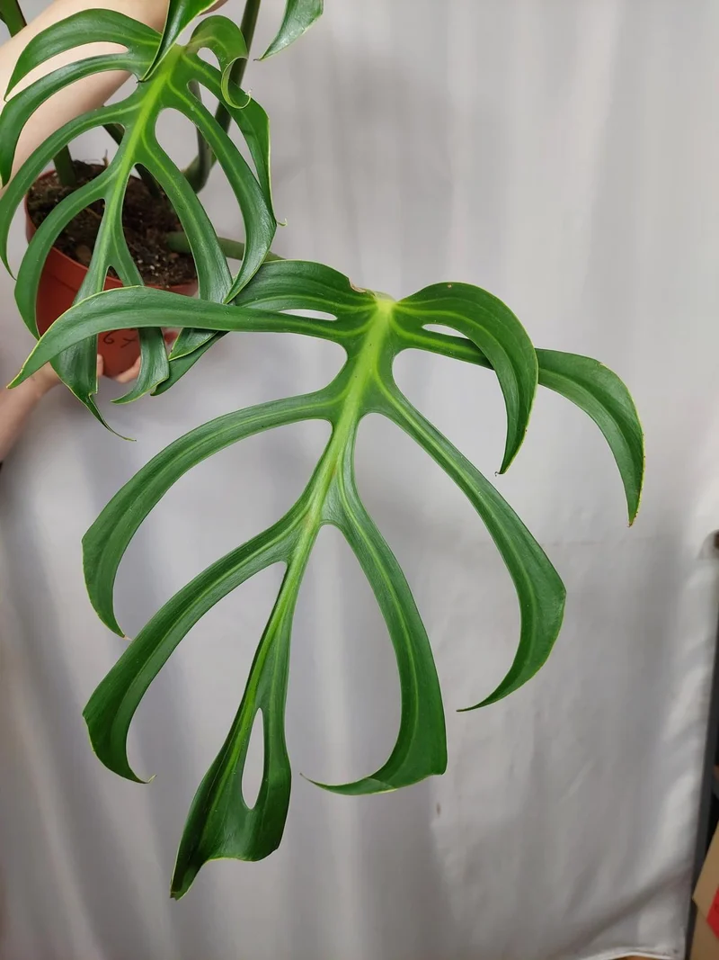 Monstera Burle Marx Flame Adult