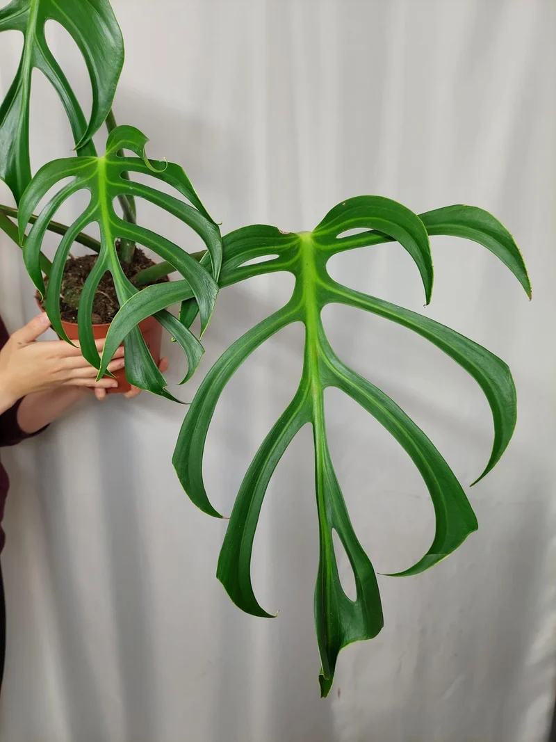 Monstera Burle Marx Flame Adult