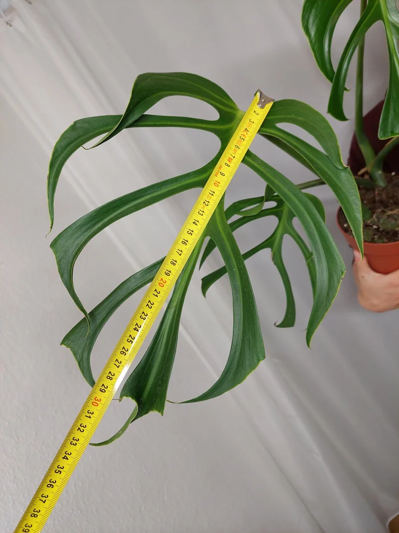 Monstera Burle Marx Flame Adult