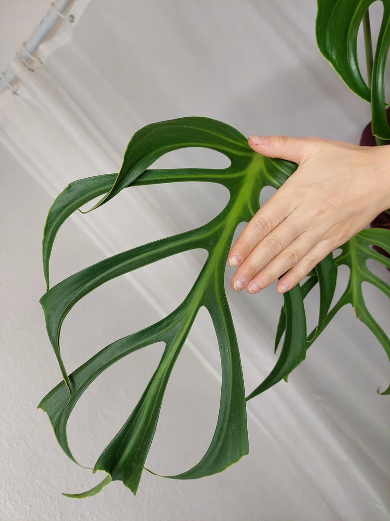 Monstera Burle Marx Flame Adult