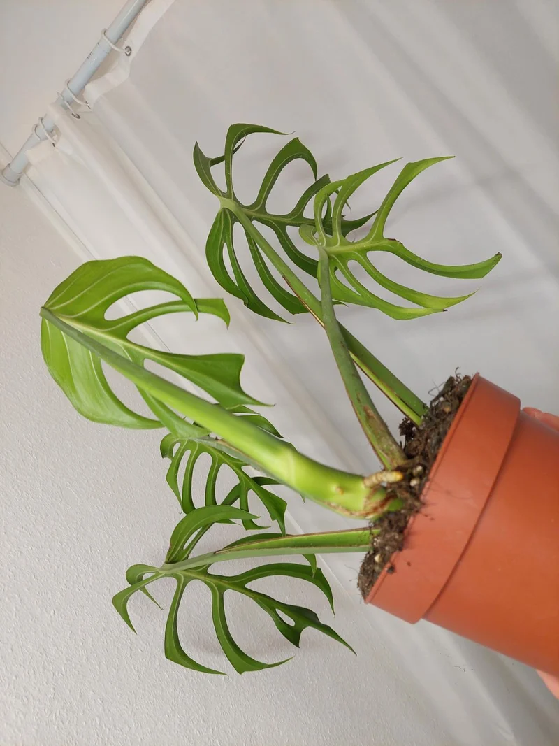 Monstera Burle Marx Flame Adult