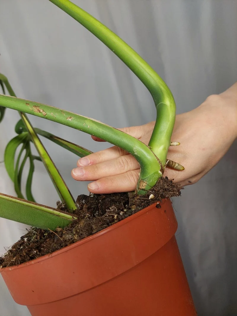 Monstera Burle Marx Flame Adult