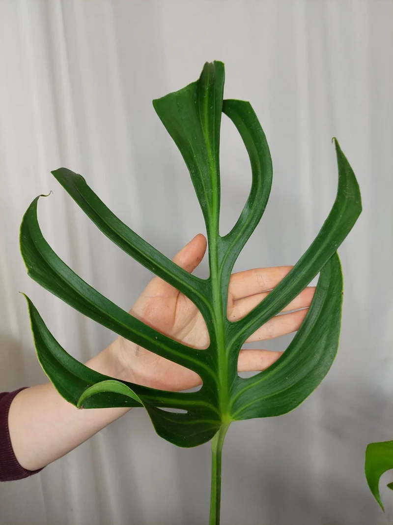 Monstera Burle Marx Flame Adult