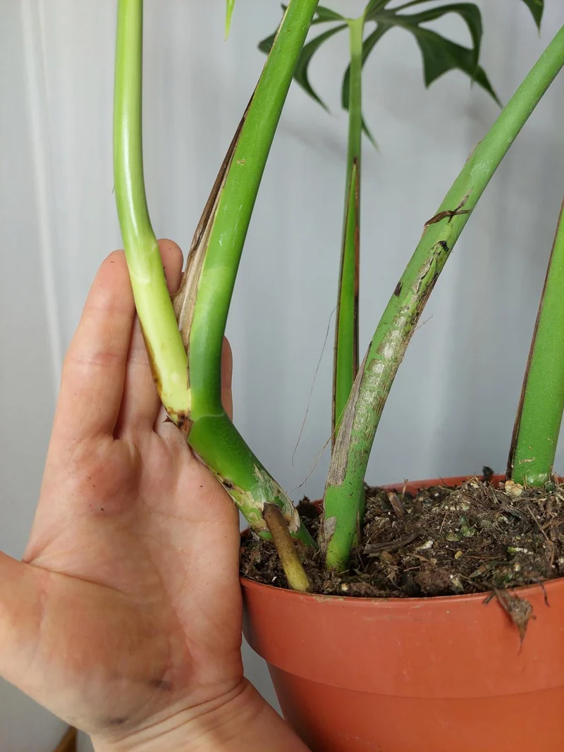 Monstera Burle Marx Flame Adult