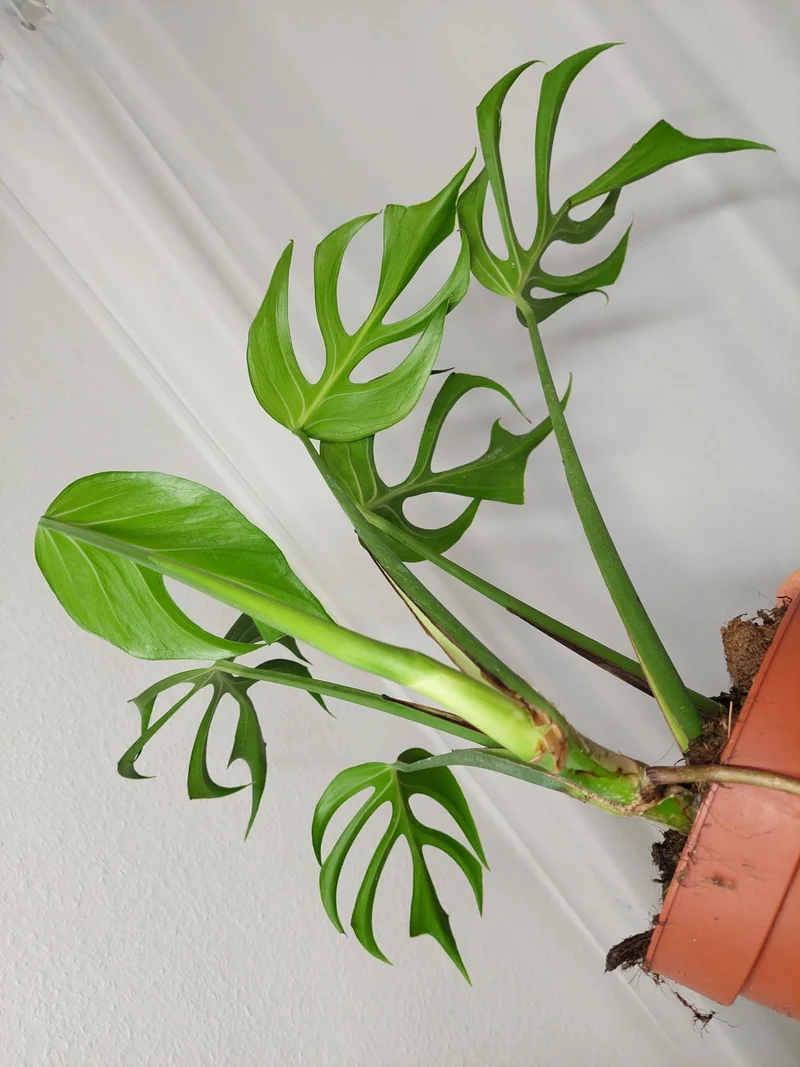 Monstera Burle Marx Flame Adult
