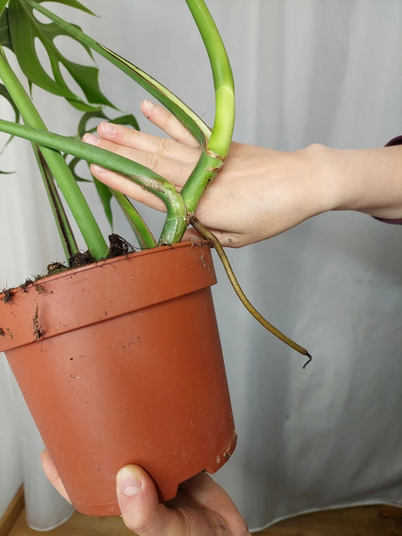Monstera Burle Marx Flame Adult