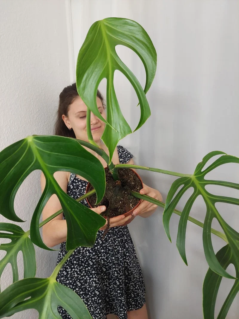 Monstera Burle Marx Flame Adult