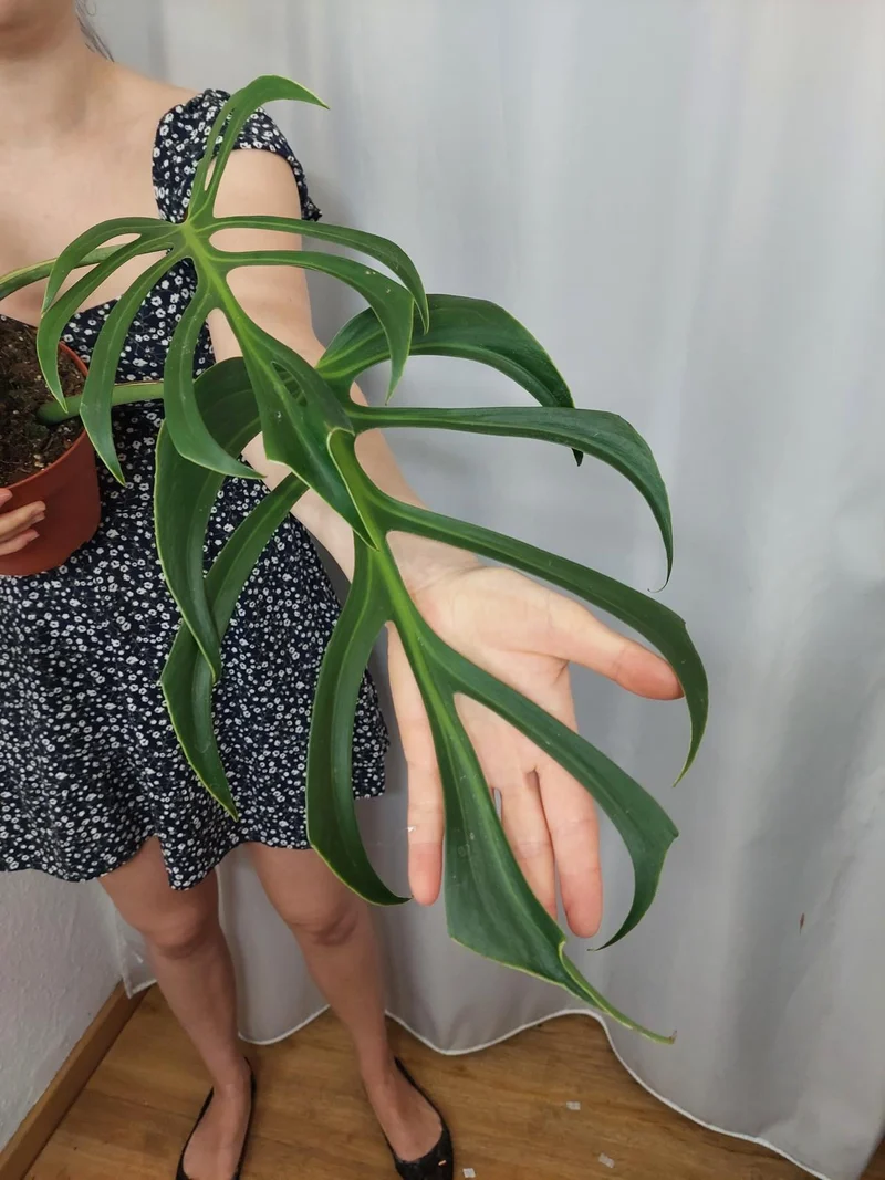 Monstera Burle Marx Flame Adult