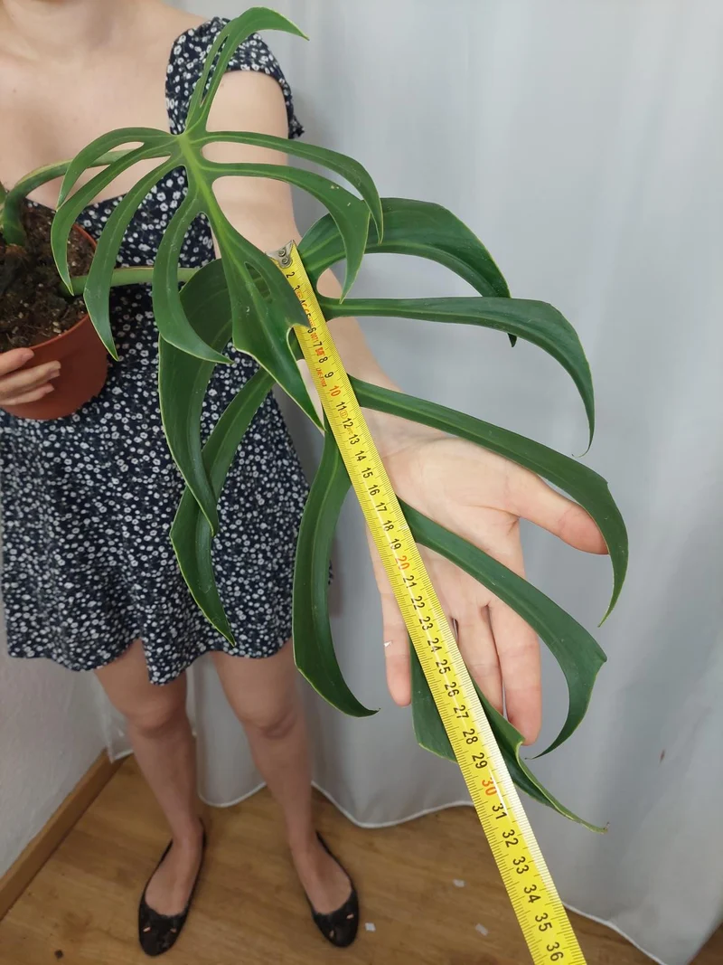 Monstera Burle Marx Flame Adult