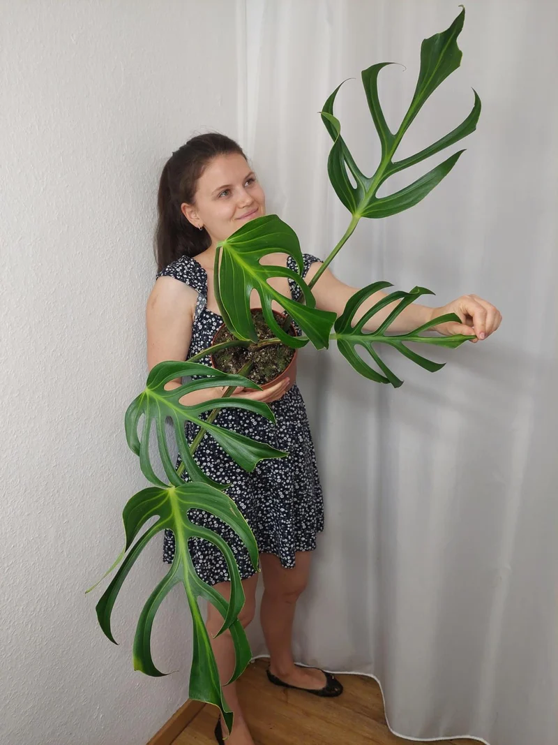 Monstera Burle Marx Flame Adult