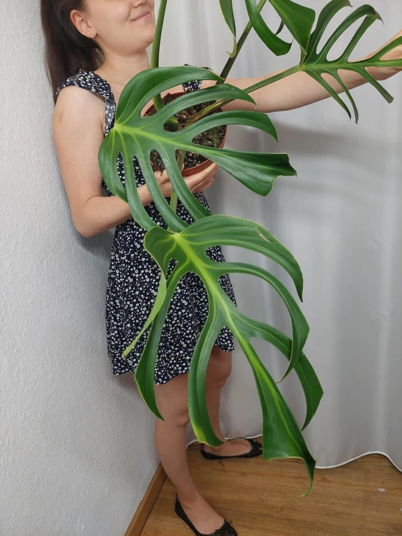 Monstera Burle Marx Flame Adult