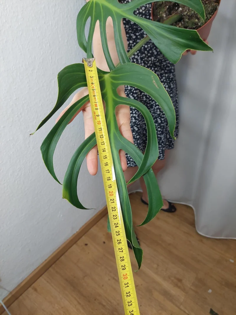Monstera Burle Marx Flame Adult