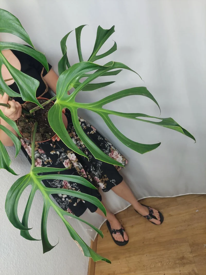 Monstera Burle Marx Flame Adult