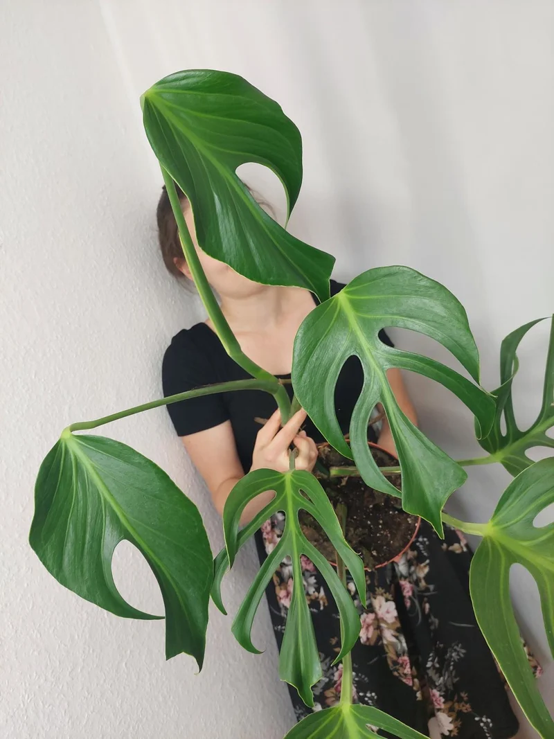 Monstera Burle Marx Flame Adult