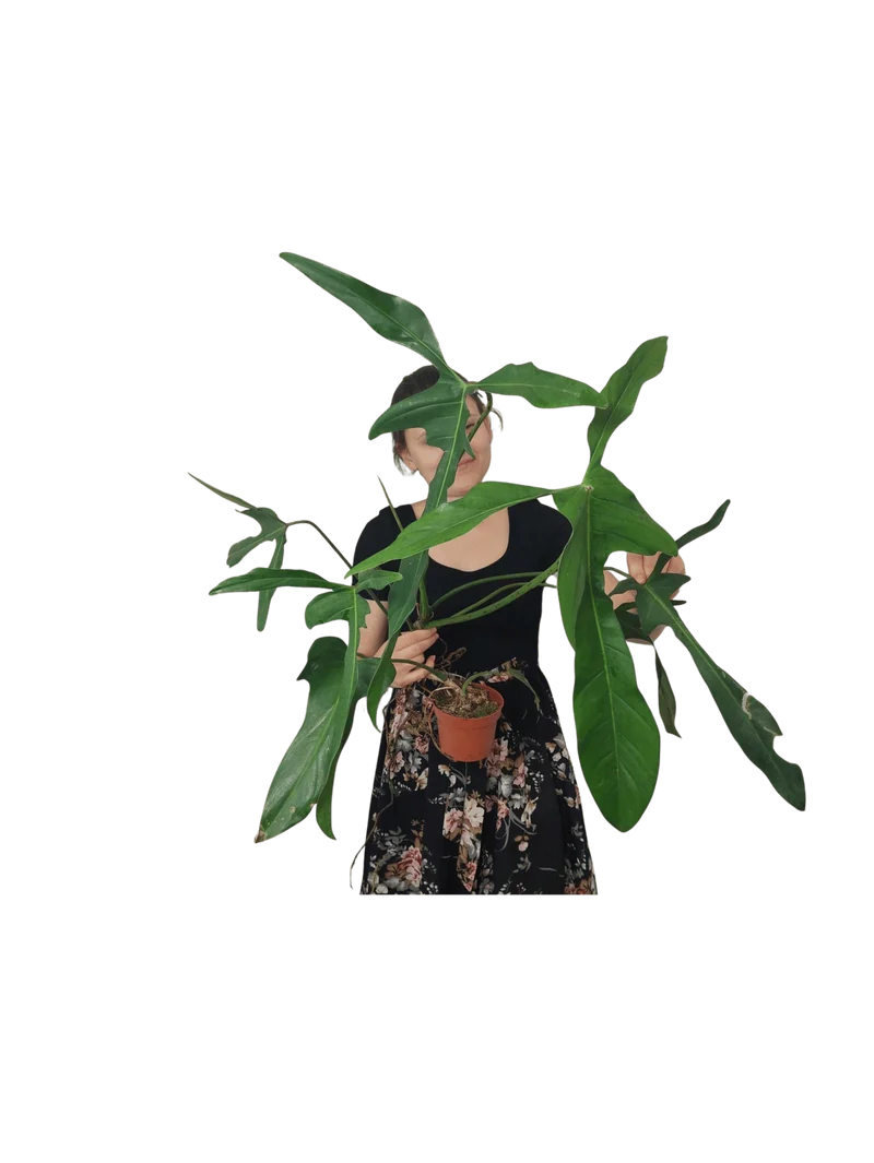 Philodendron Longilobatum Lelano Miyano groß