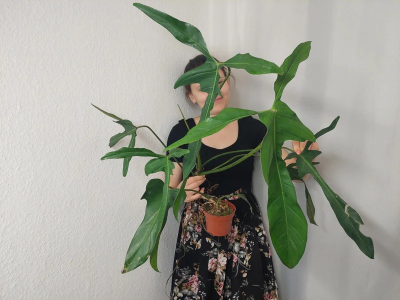 Philodendron Longilobatum Lelano Miyano groß