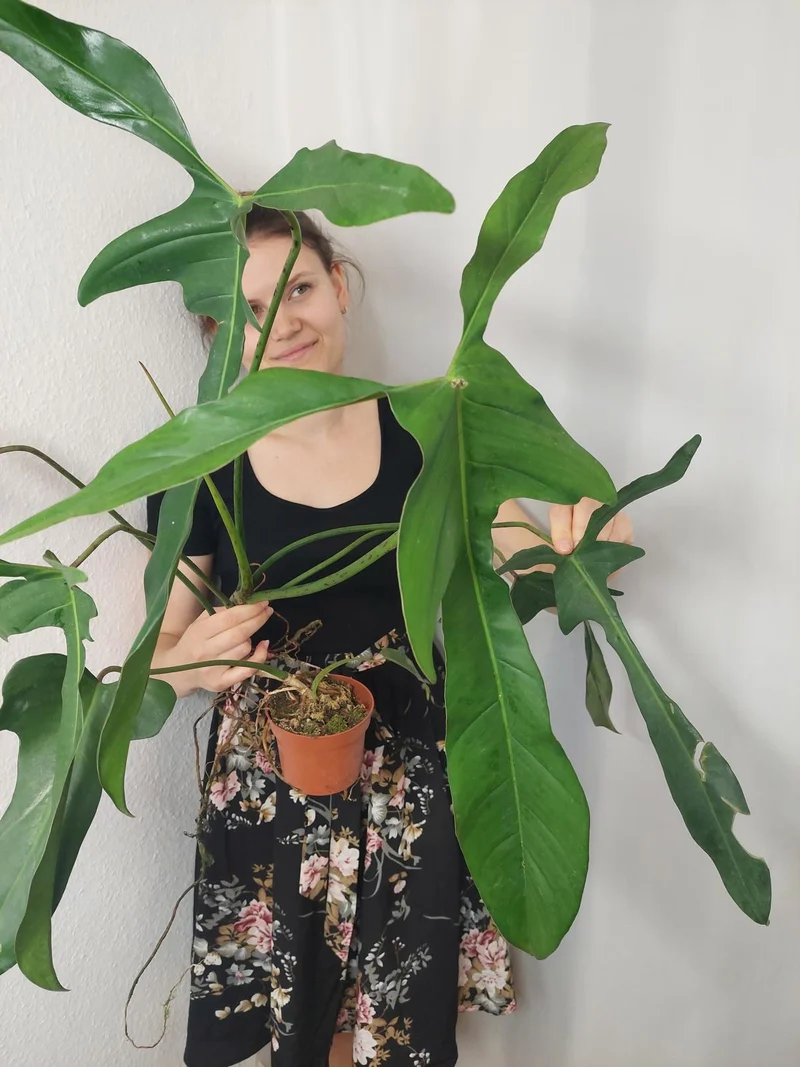 Philodendron Longilobatum Lelano Miyano groß