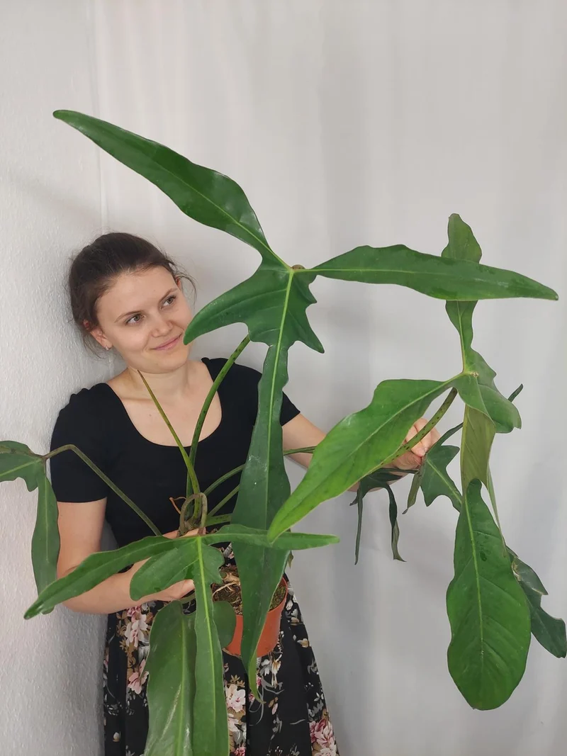 Philodendron Longilobatum Lelano Miyano groß
