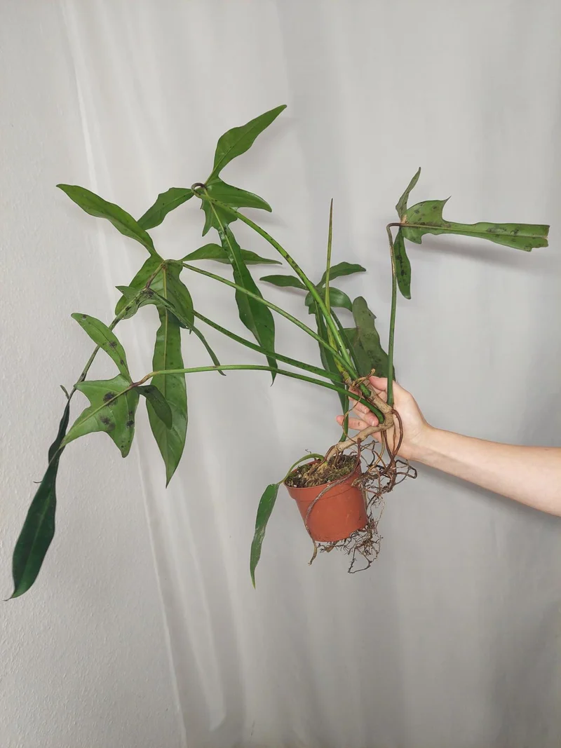 Philodendron Longilobatum Lelano Miyano groß