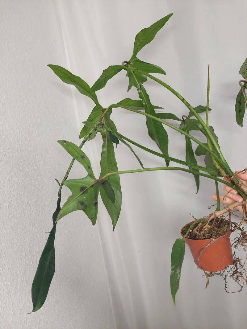 Philodendron Longilobatum Lelano Miyano groß