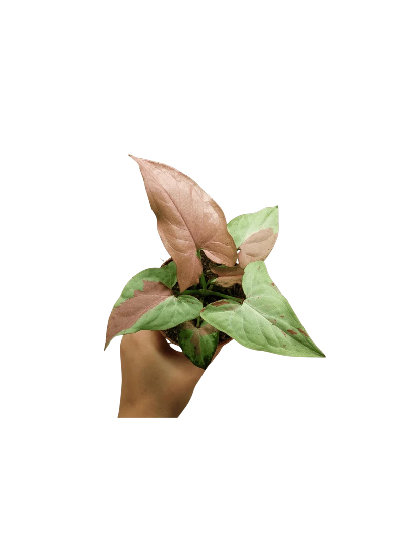 Syngonium Strawberry Milk