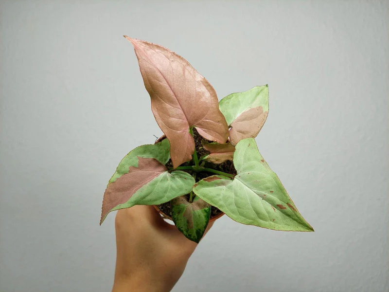 Syngonium Strawberry Milk