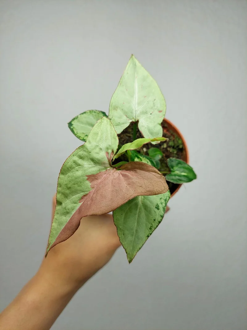Syngonium Strawberry Milk