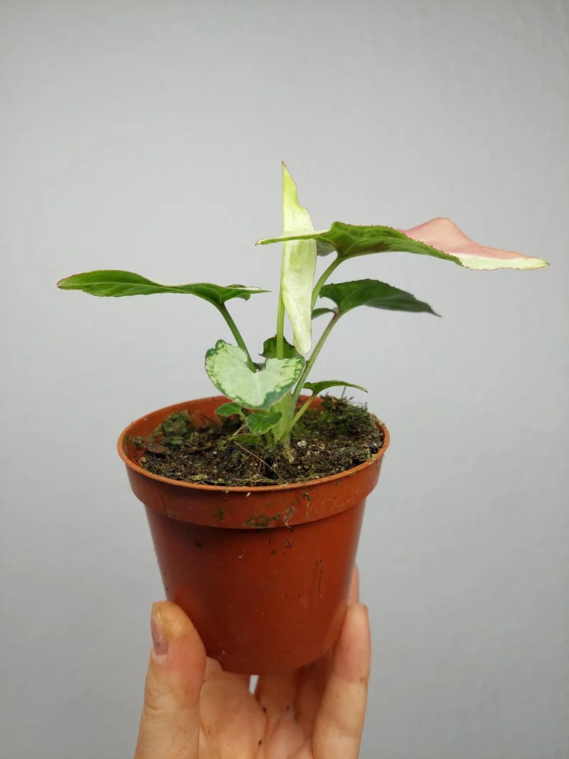 Syngonium Strawberry Milk