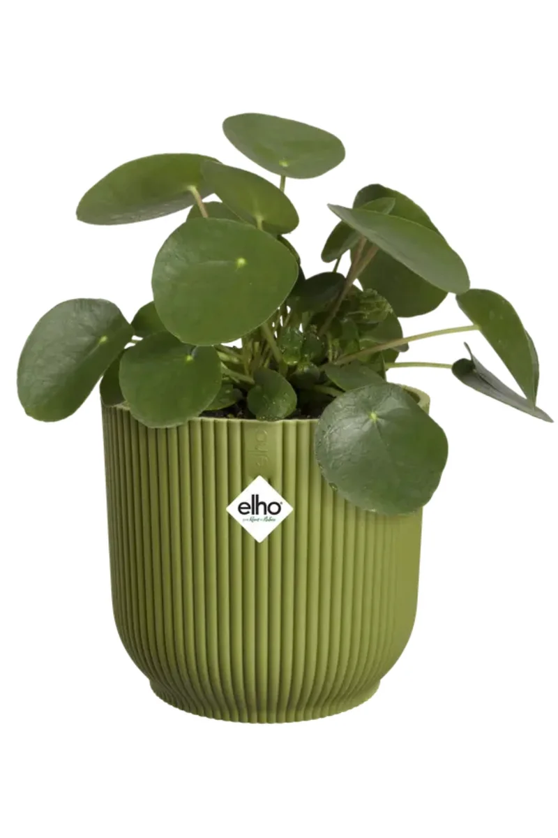Blumentopf Elho Vibes Fold Rund 16 cm Farngrün