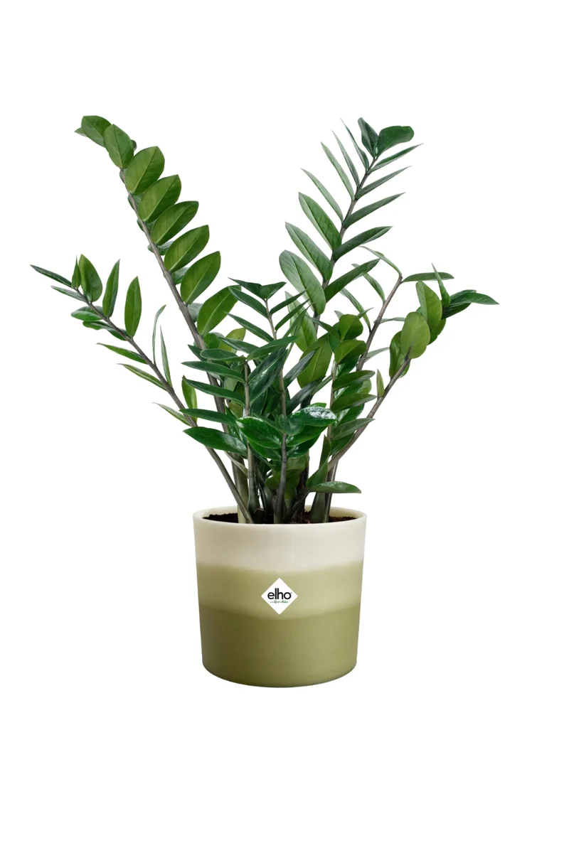 Blumentopf Elho Colour Gradient Rund 14 cm Bambusgrün