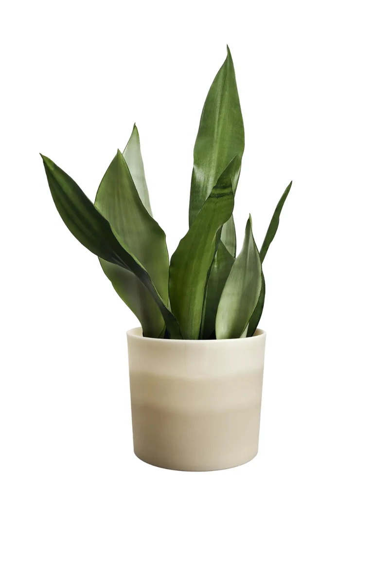 Blumentopf Elho Colour Gradient Rund 18cm Sandstein-Beige