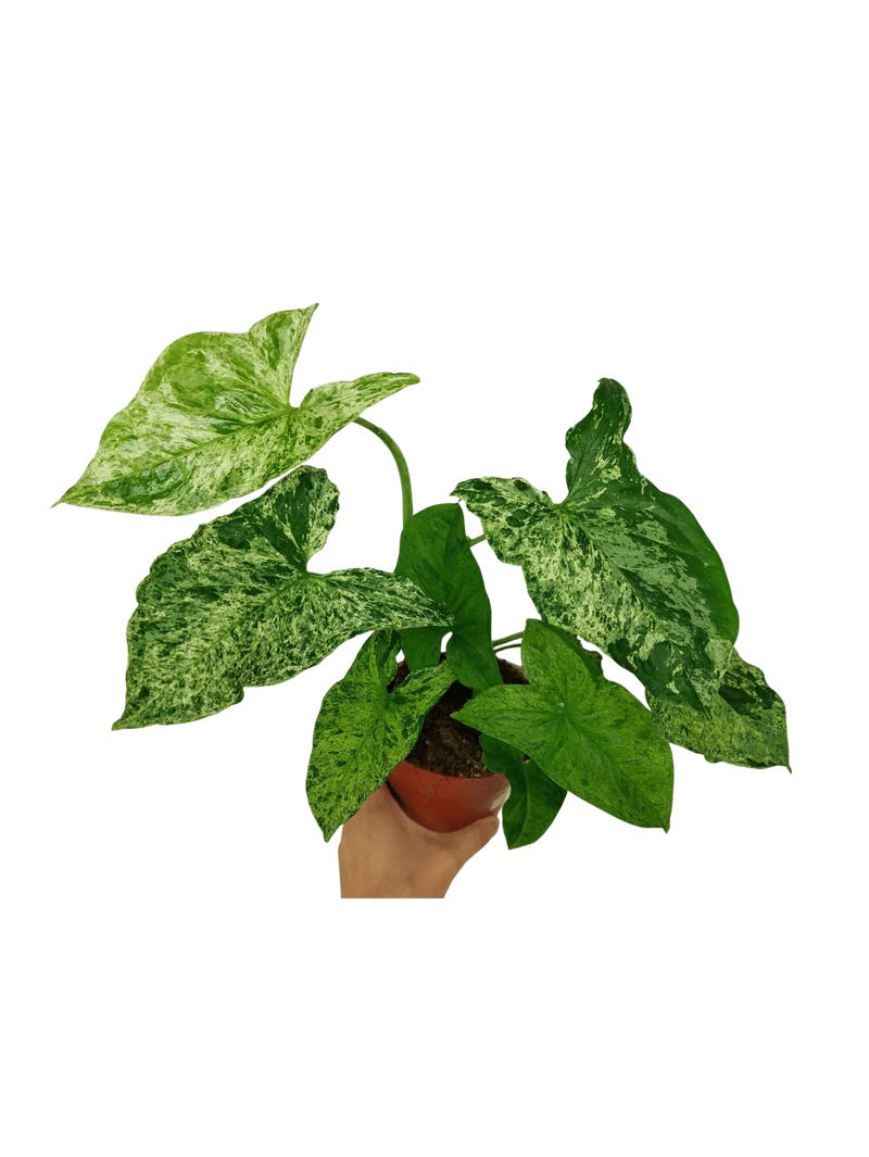 Syngonium Mottled