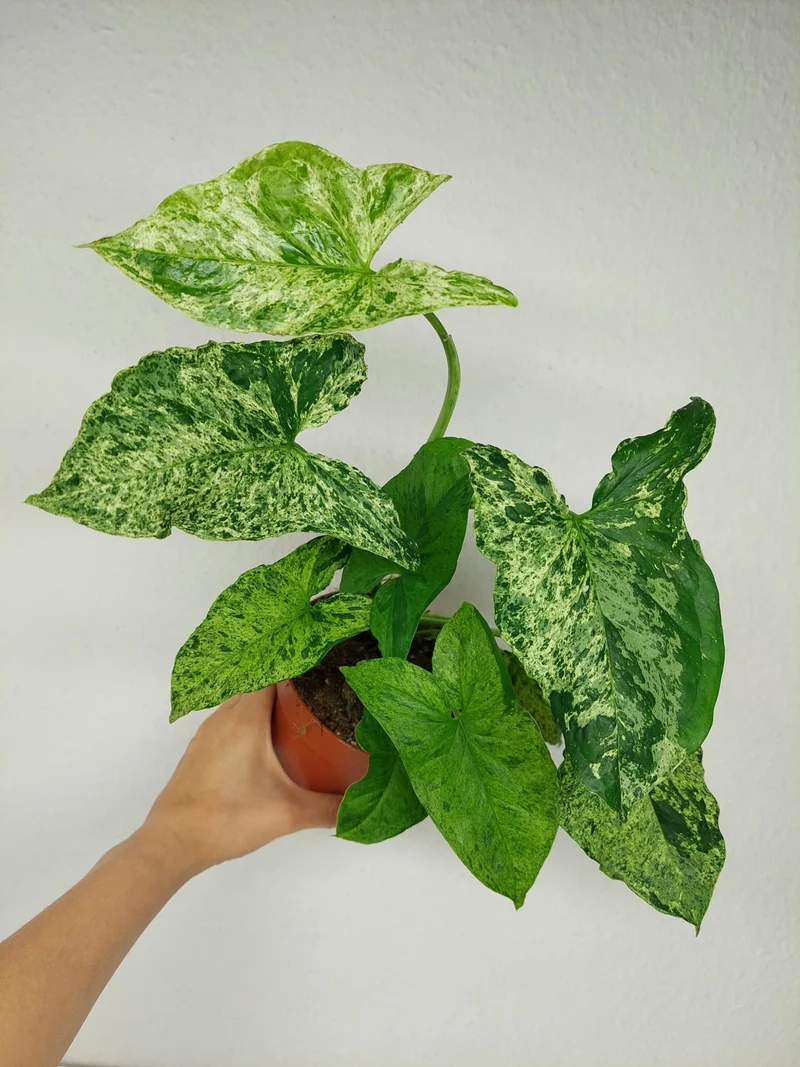 Syngonium Mottled