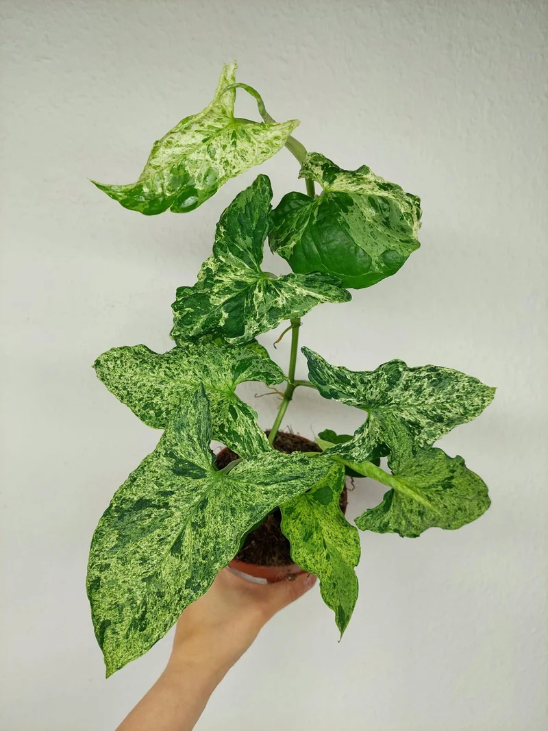 Syngonium Mottled