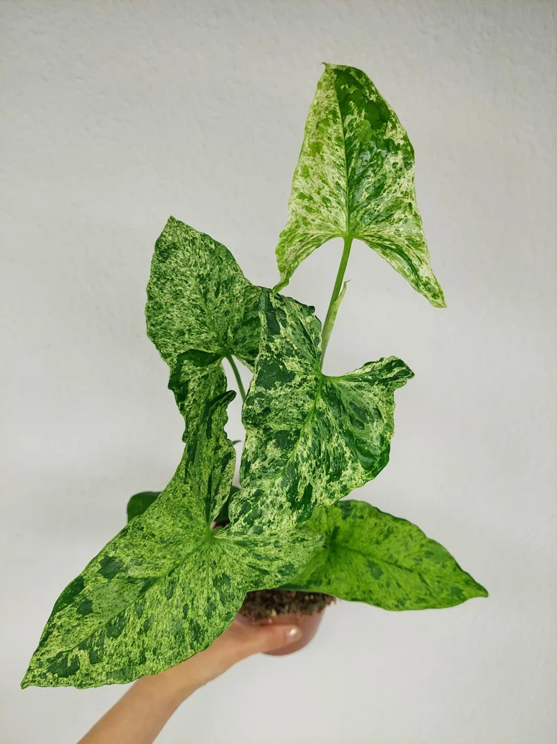 Syngonium Mottled