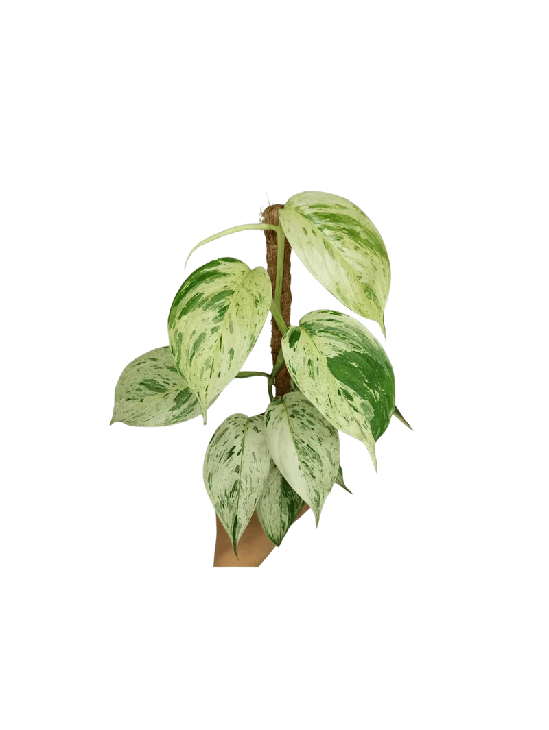 Scindapsus noID Variegata