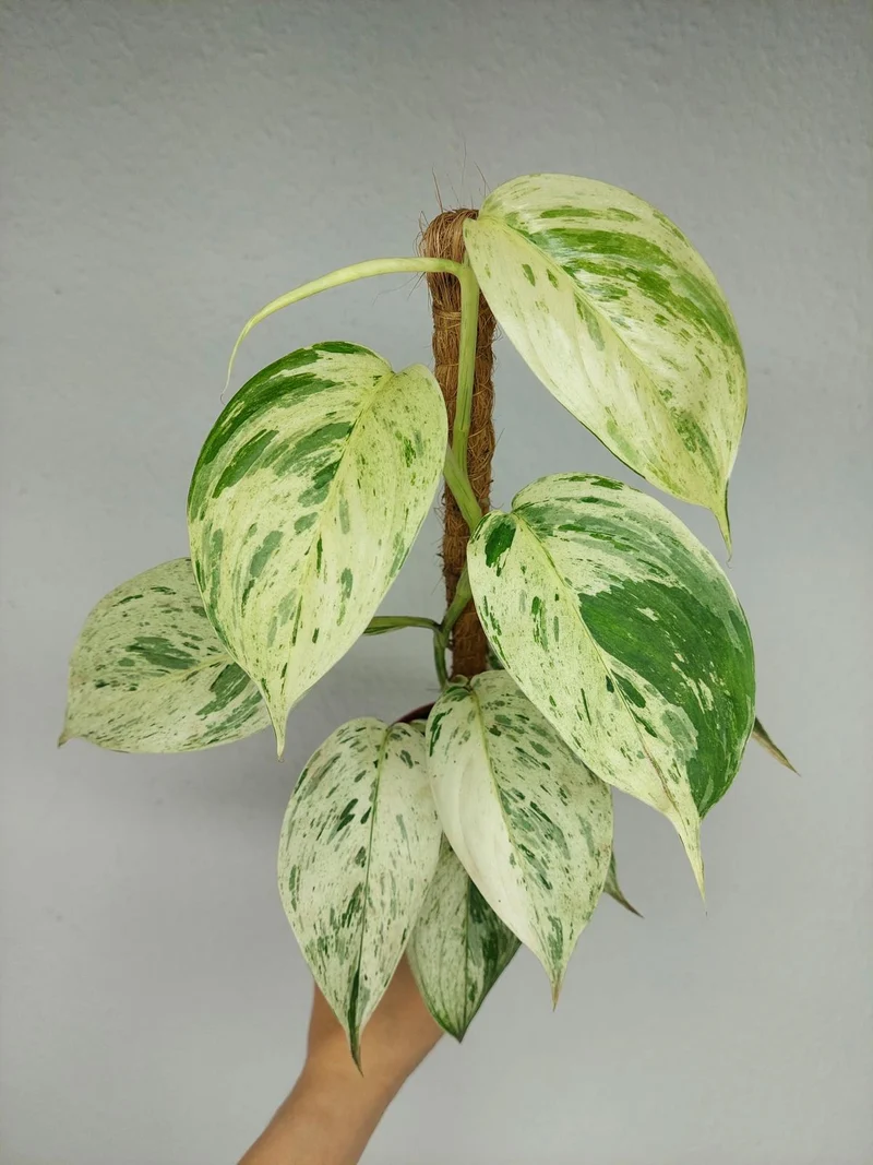 Scindapsus noID Variegata