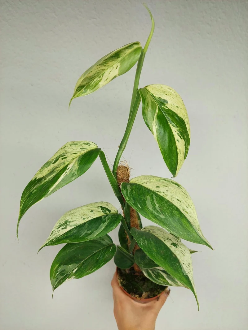Scindapsus noID Variegata