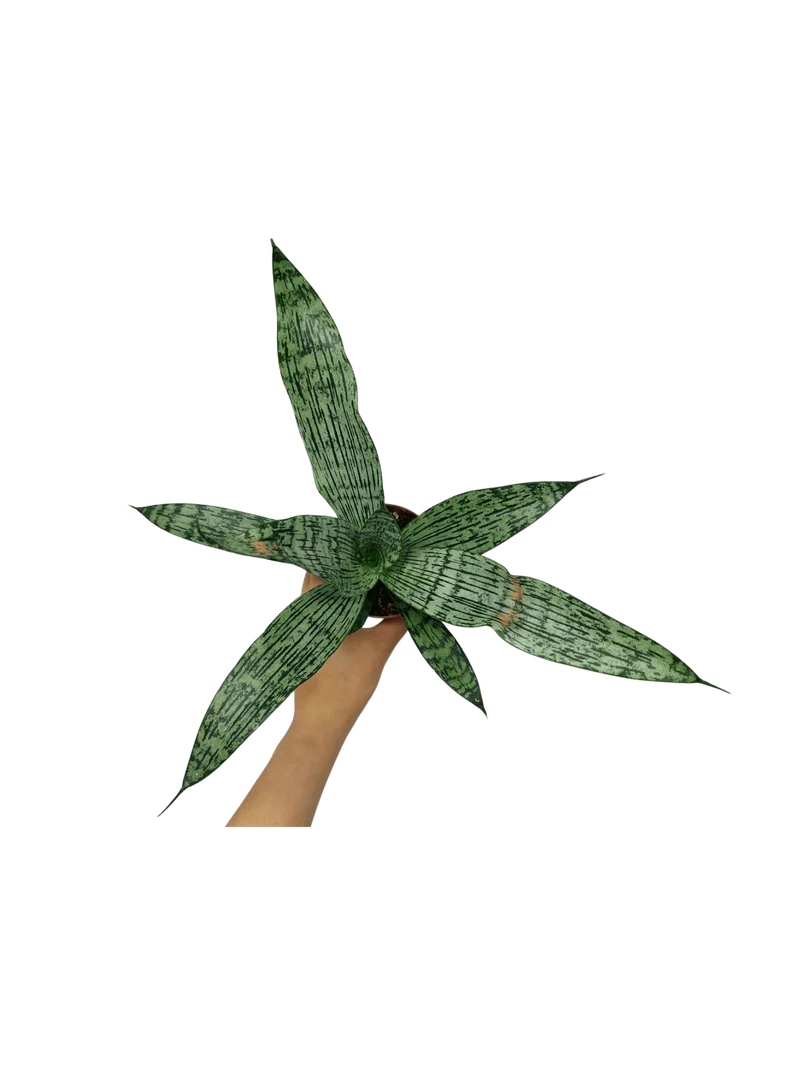 Sanseveria Everest