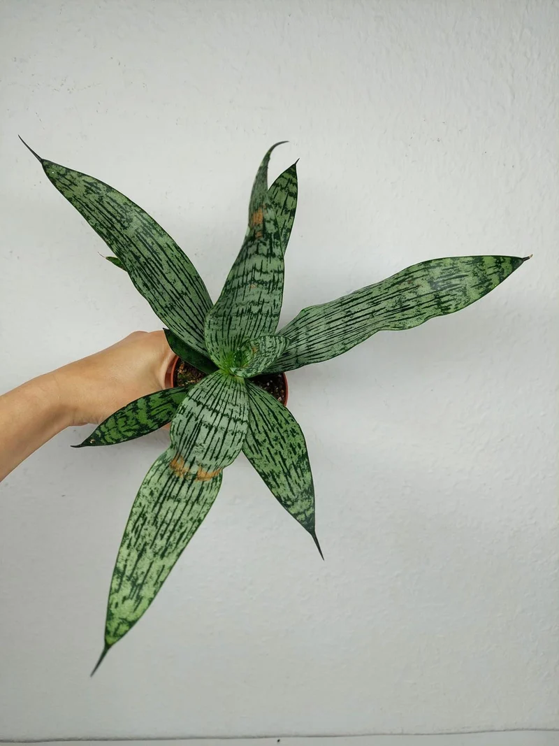 Sanseveria Everest