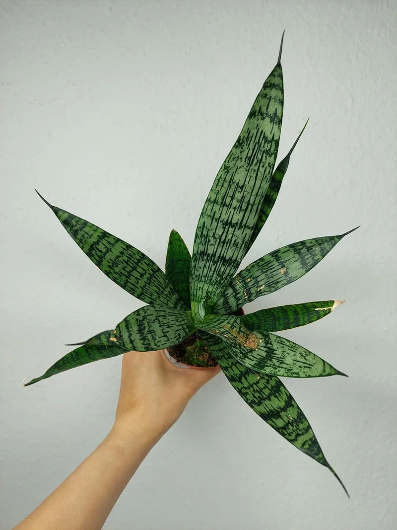 Sanseveria Everest