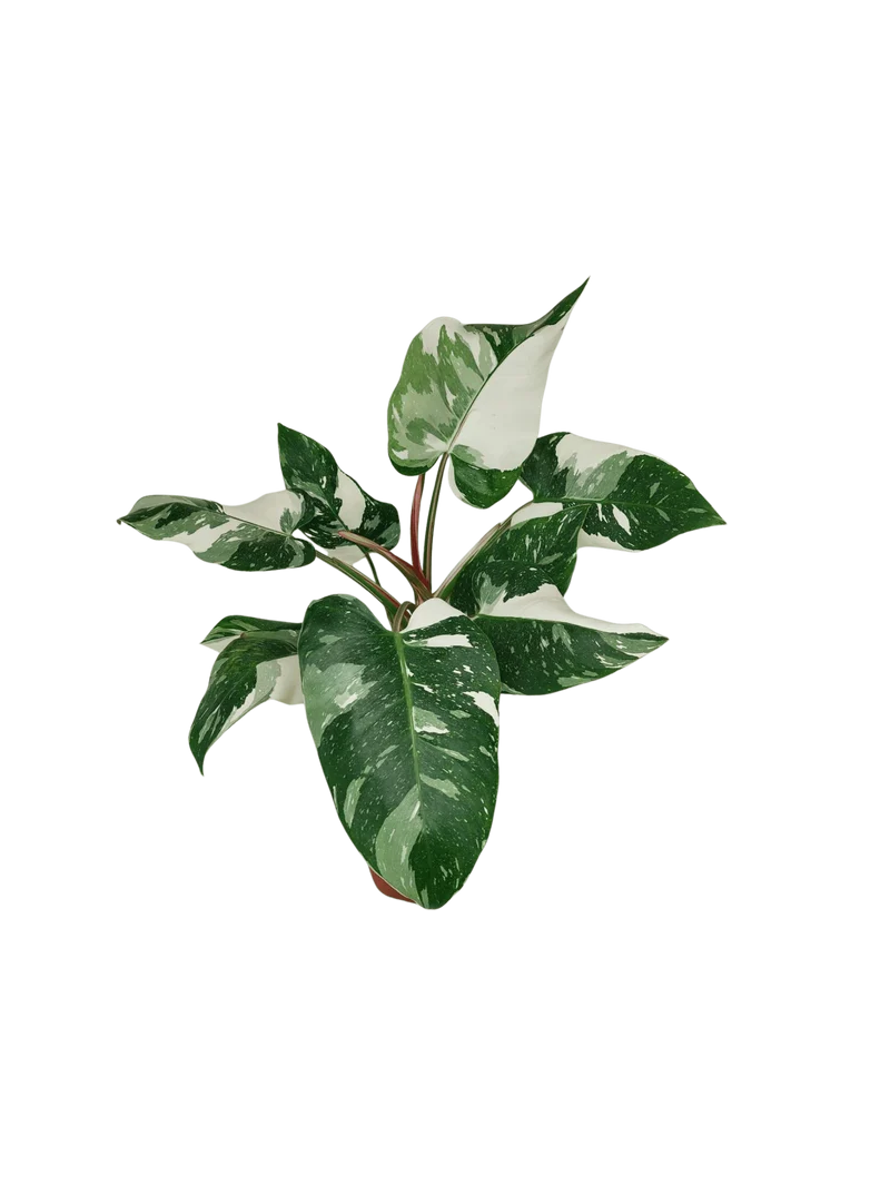 Philodendron White Princess 1A