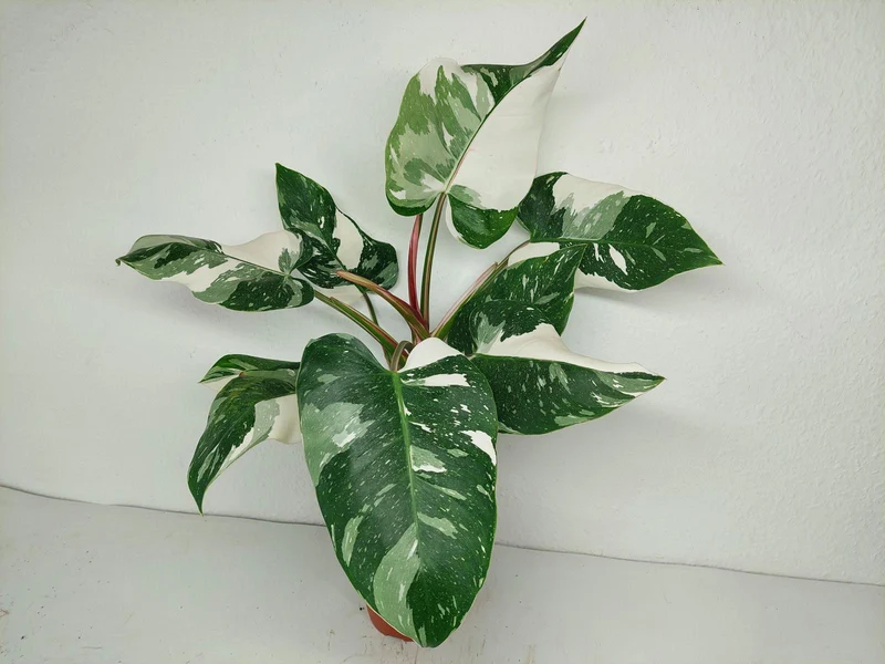 Philodendron White Princess 1A