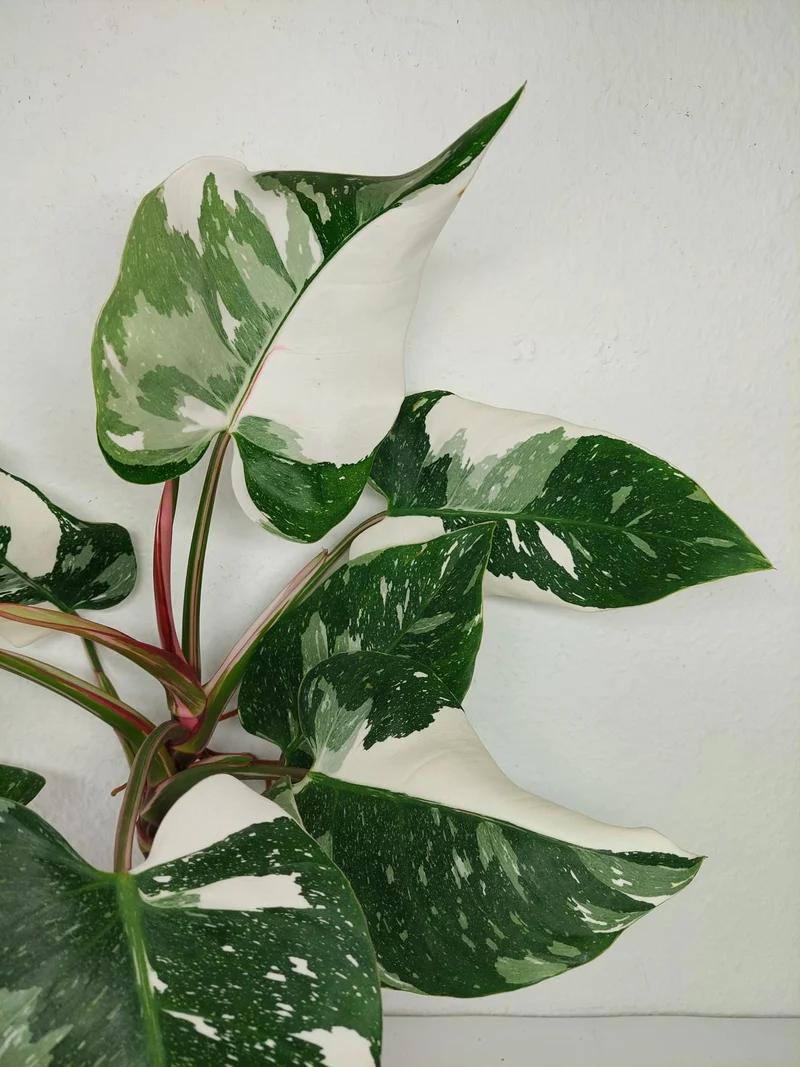 Philodendron White Princess 1A