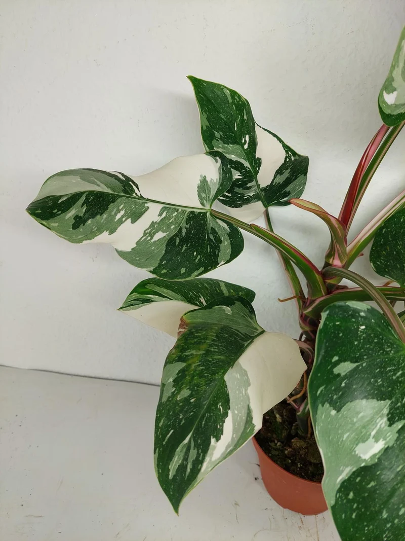 Philodendron White Princess 1A