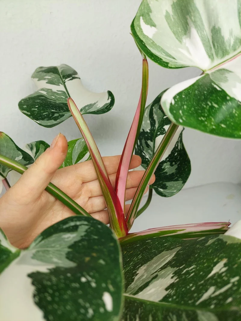 Philodendron White Princess 1A